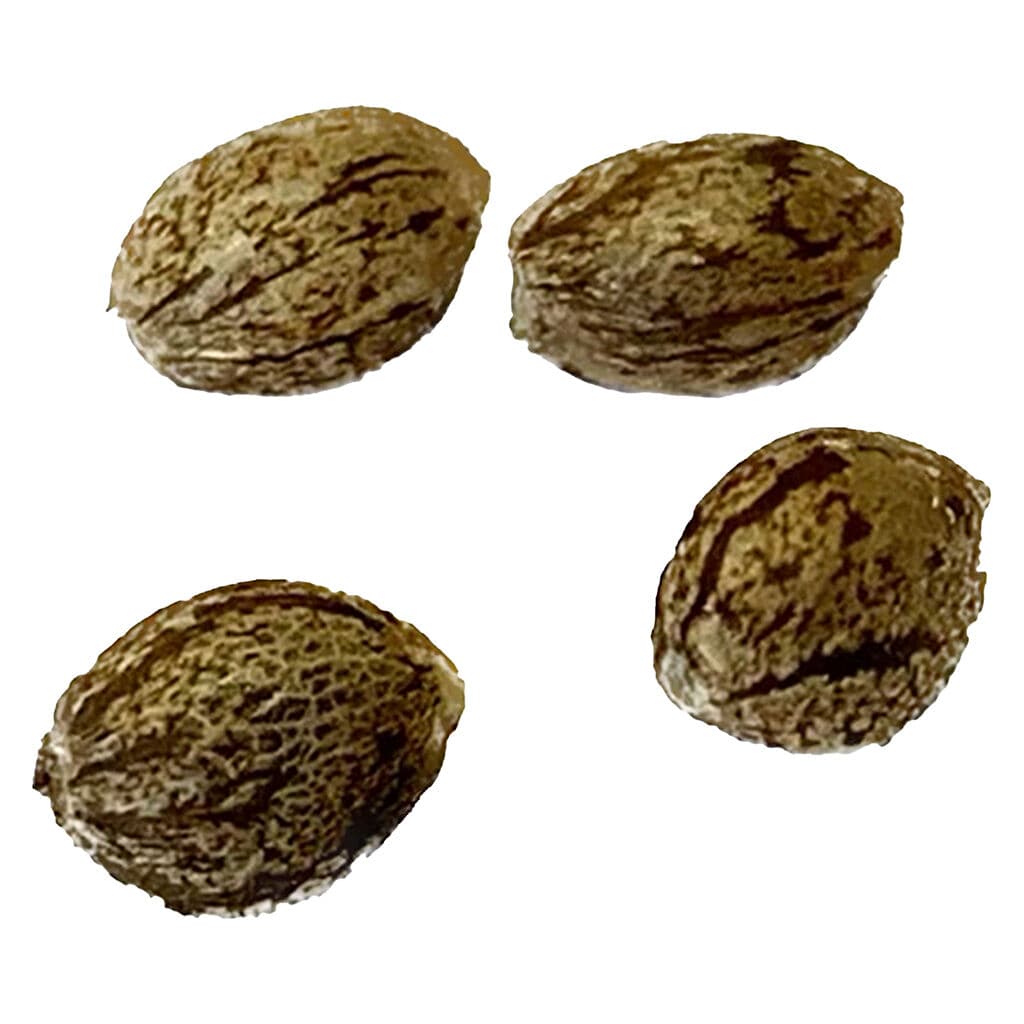 Gorilla Citrus Photo Feminized Indica