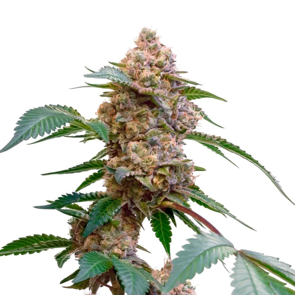 Co. Pink Kush Feminized Seeds