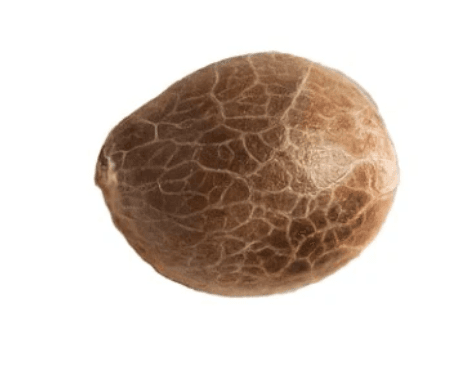 Jack Herer Seeds Seeds