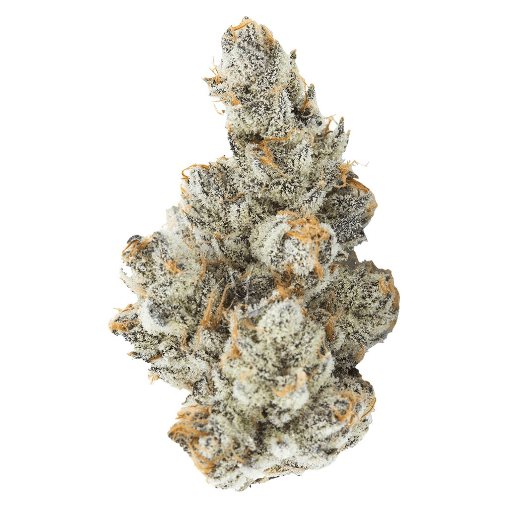 Black Truffle
