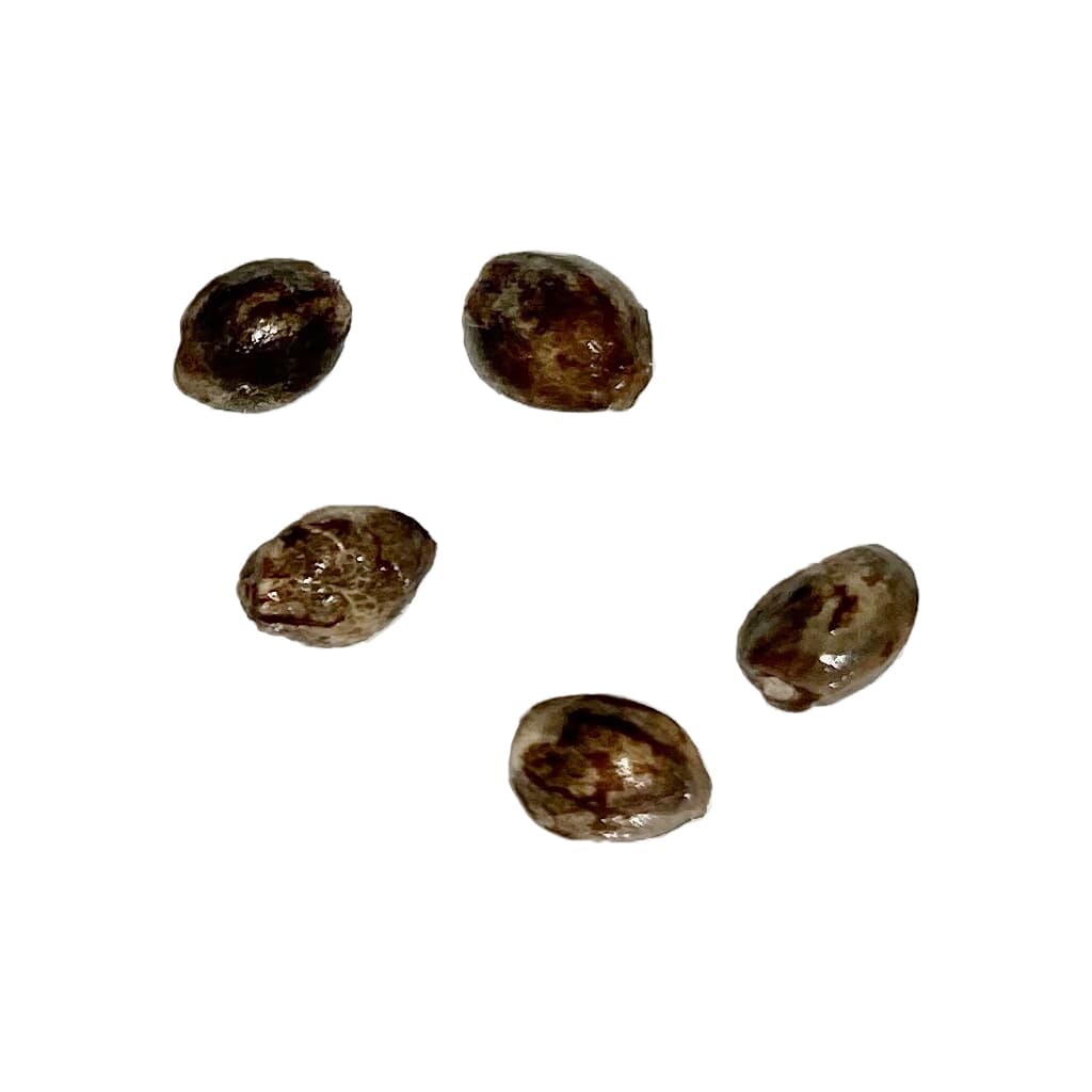 Pure Raspberry Cheesecake Feminized Seeds
