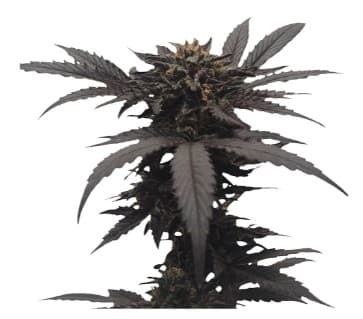 Co. Chocolate Kush