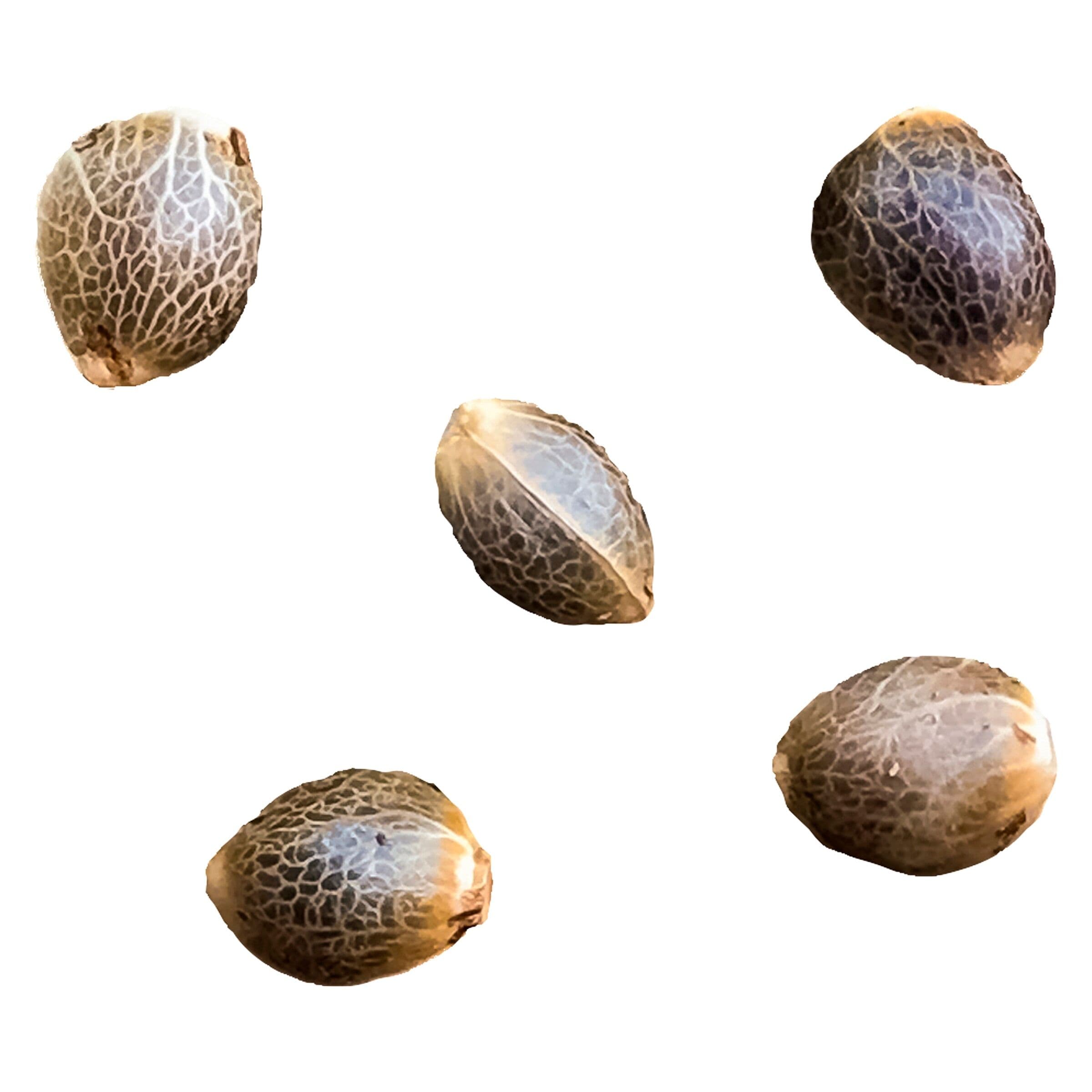 Hunt Select Female Seeds Hybrid