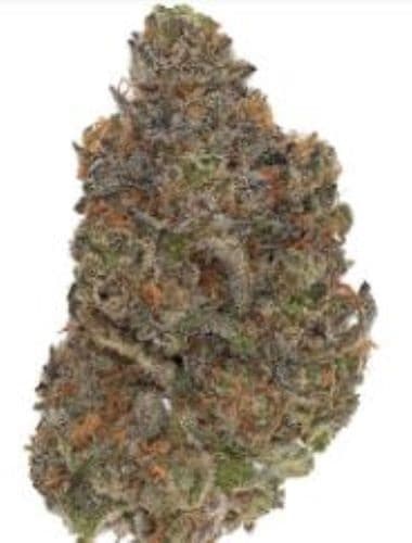 Us Series Blueberry Bouquet Hybrid