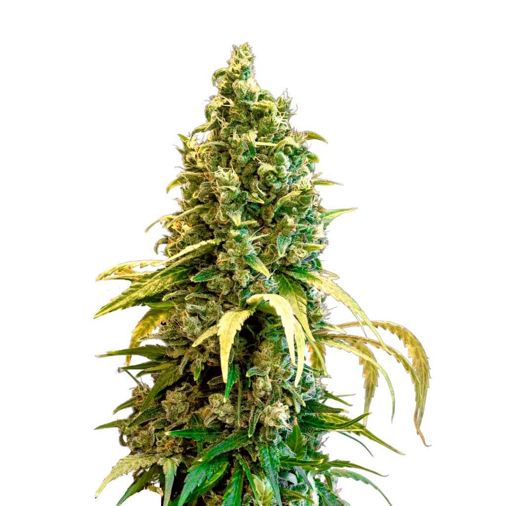 Co. Acapulco Gold Feminized Seeds