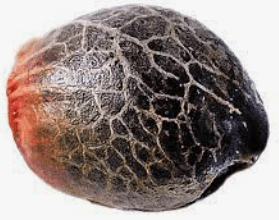 Company Magic Melon Autoflower Seeds