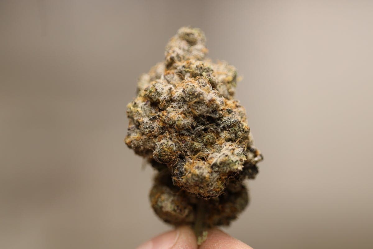 Gp Og Flower Bud