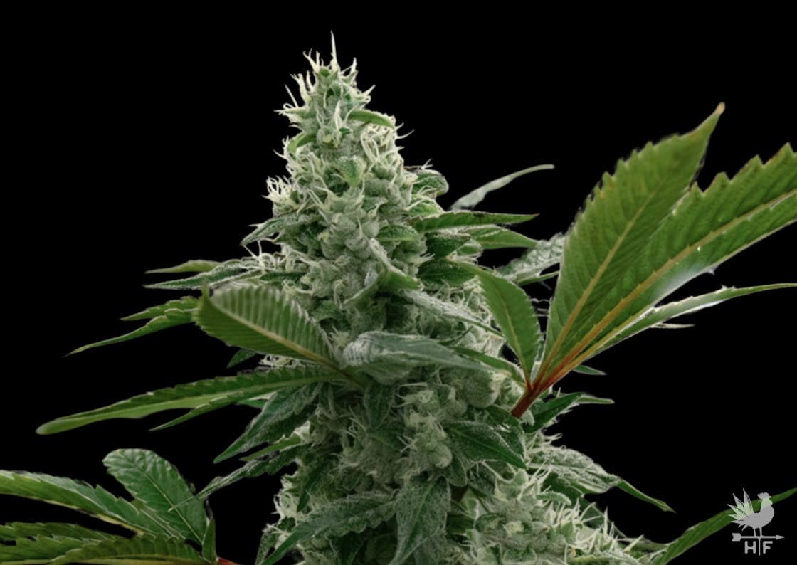 Crescendo Flower