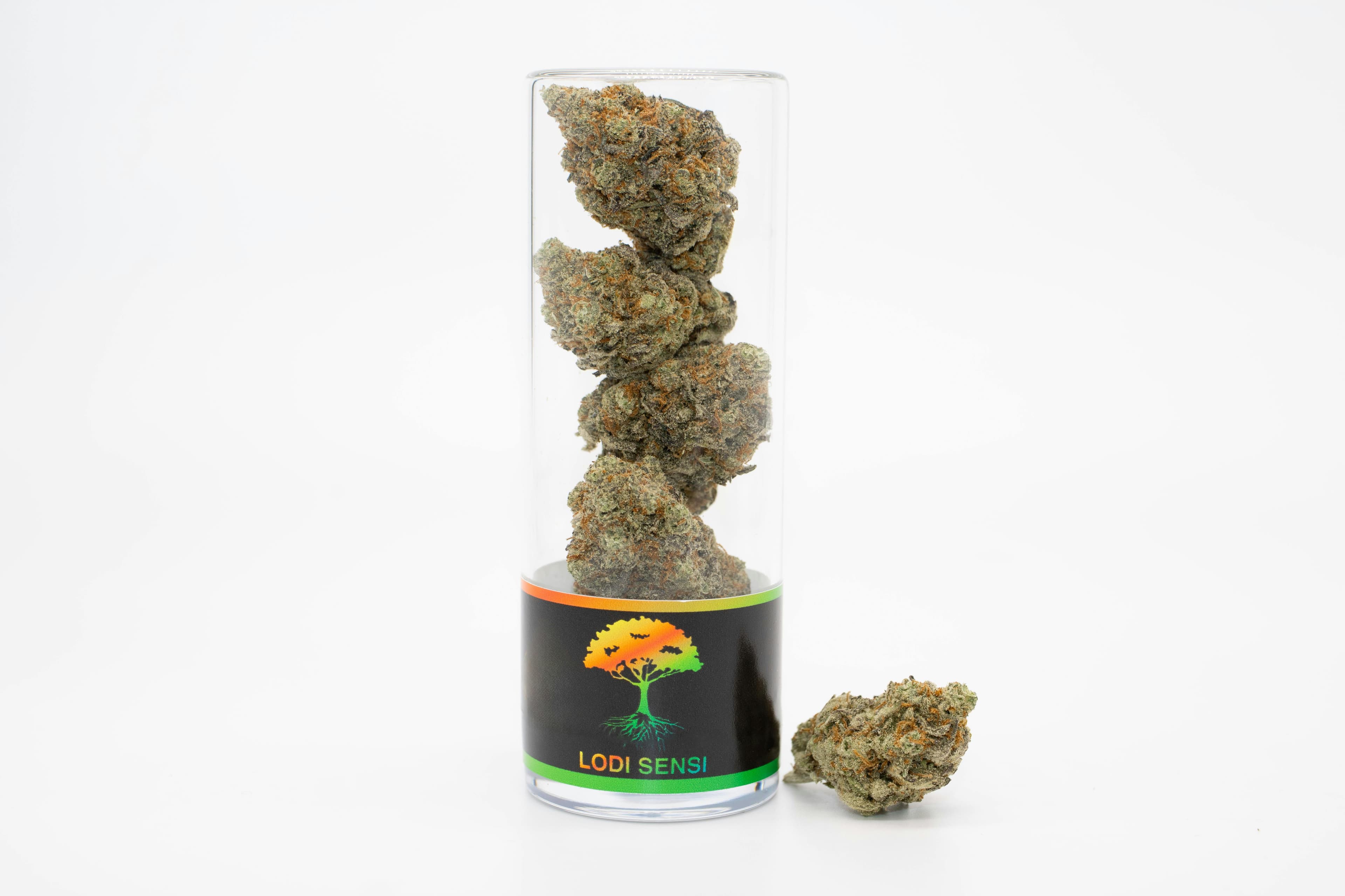 Lodi Sensi Indoor Flower Hybrid