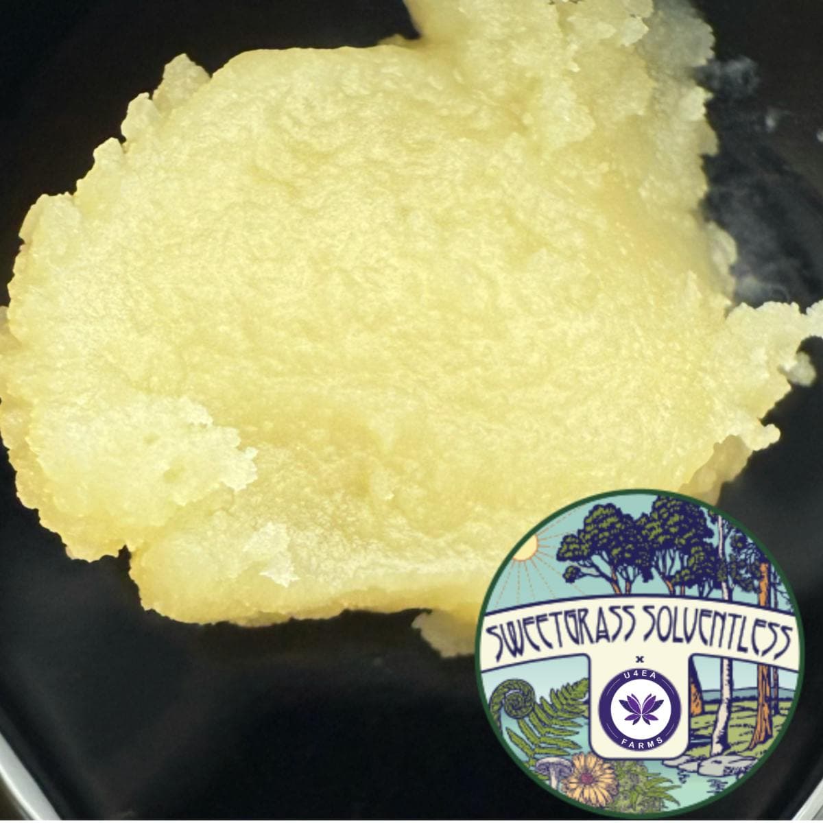 Papaya Splash Cold Cured Live