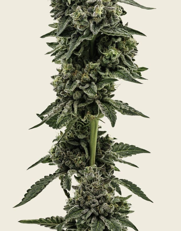 Alien Kush Flower