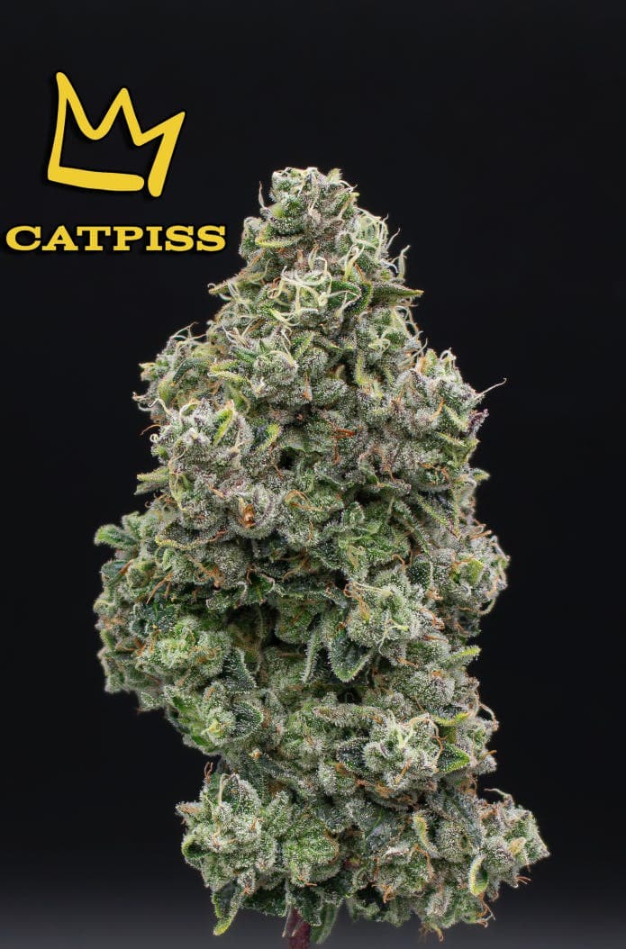 Catpiss Fresh Big Buds