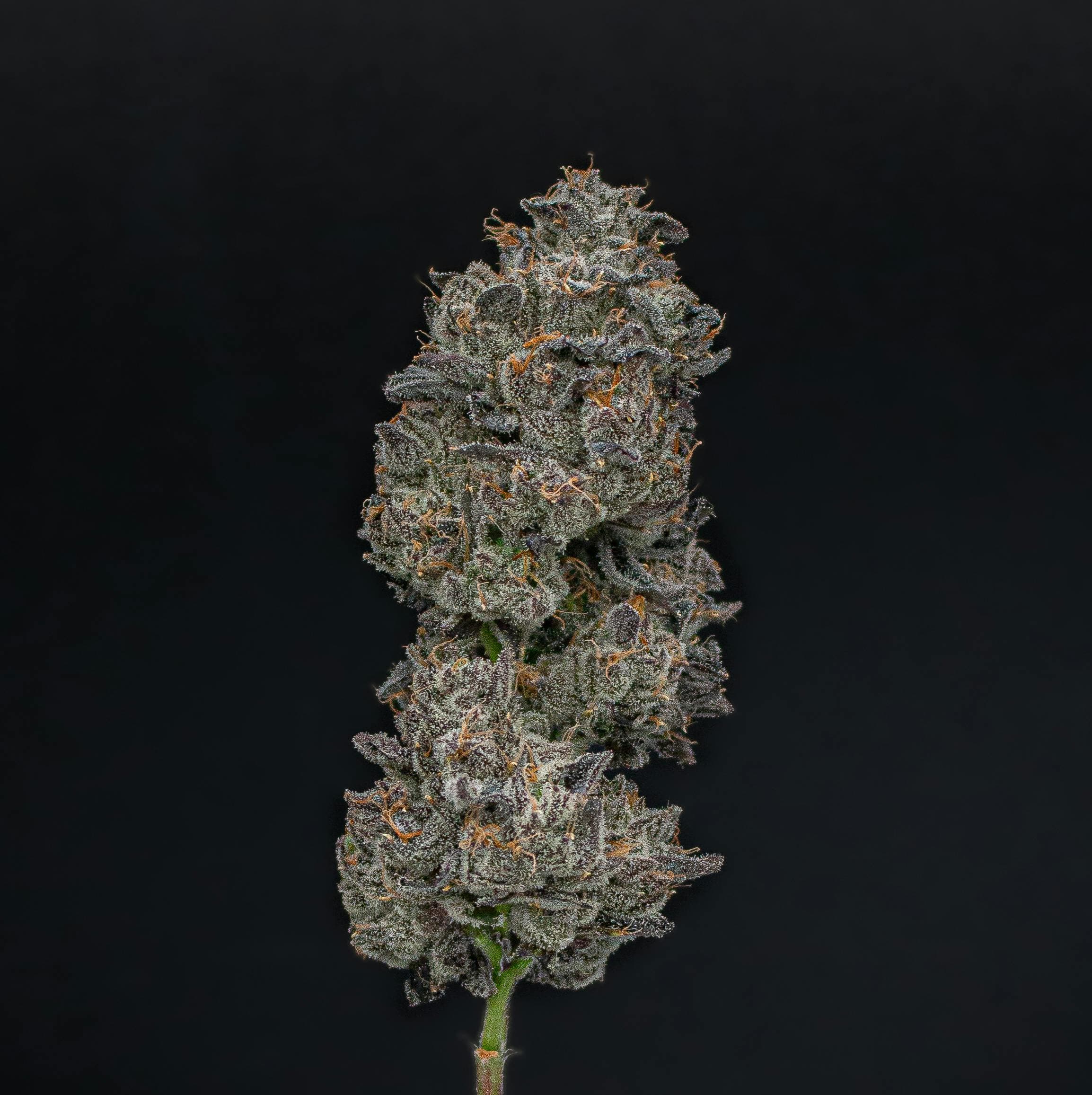 Lemon Cherry Gelato