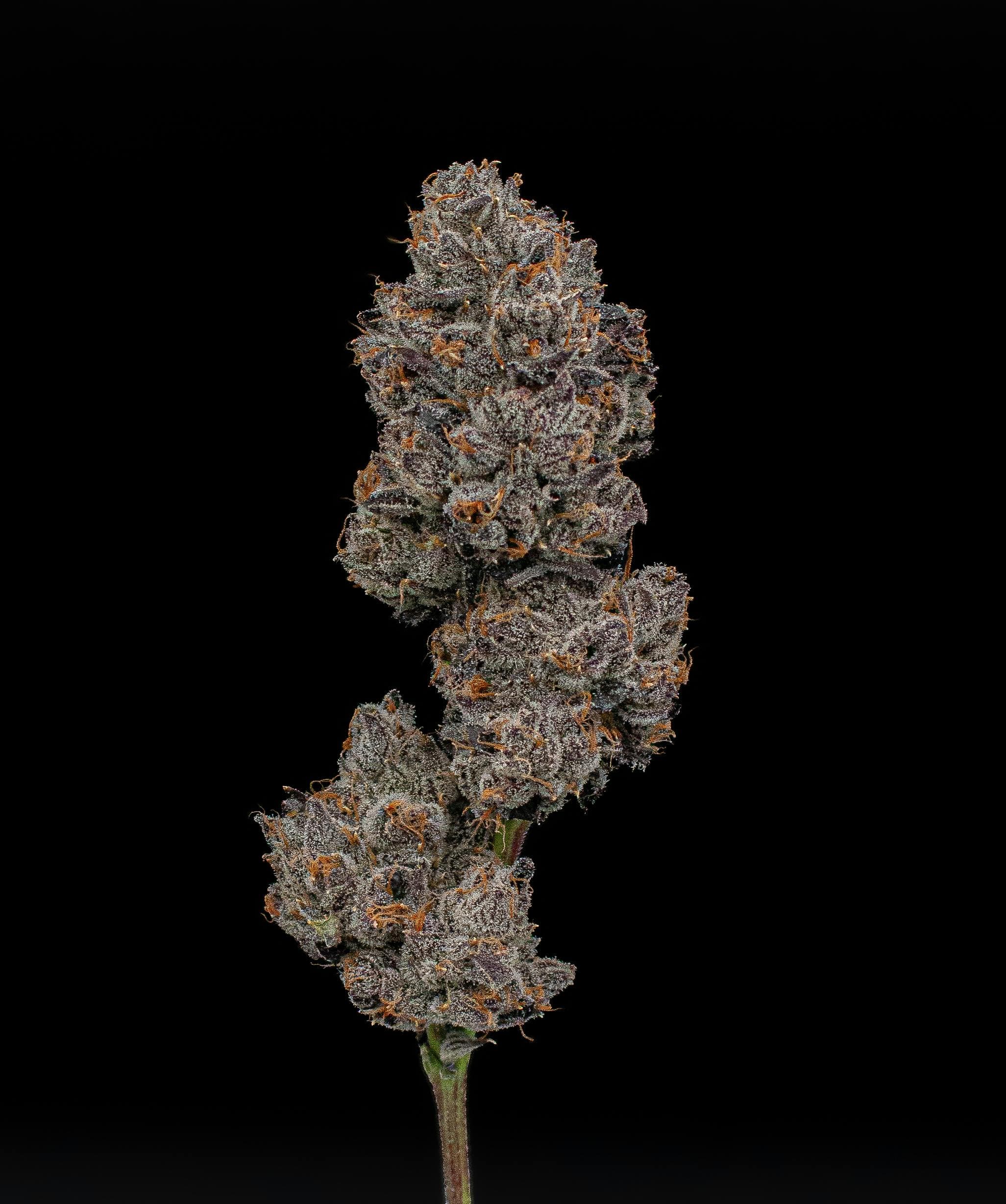 Pink Runtz Fresh Big Buds