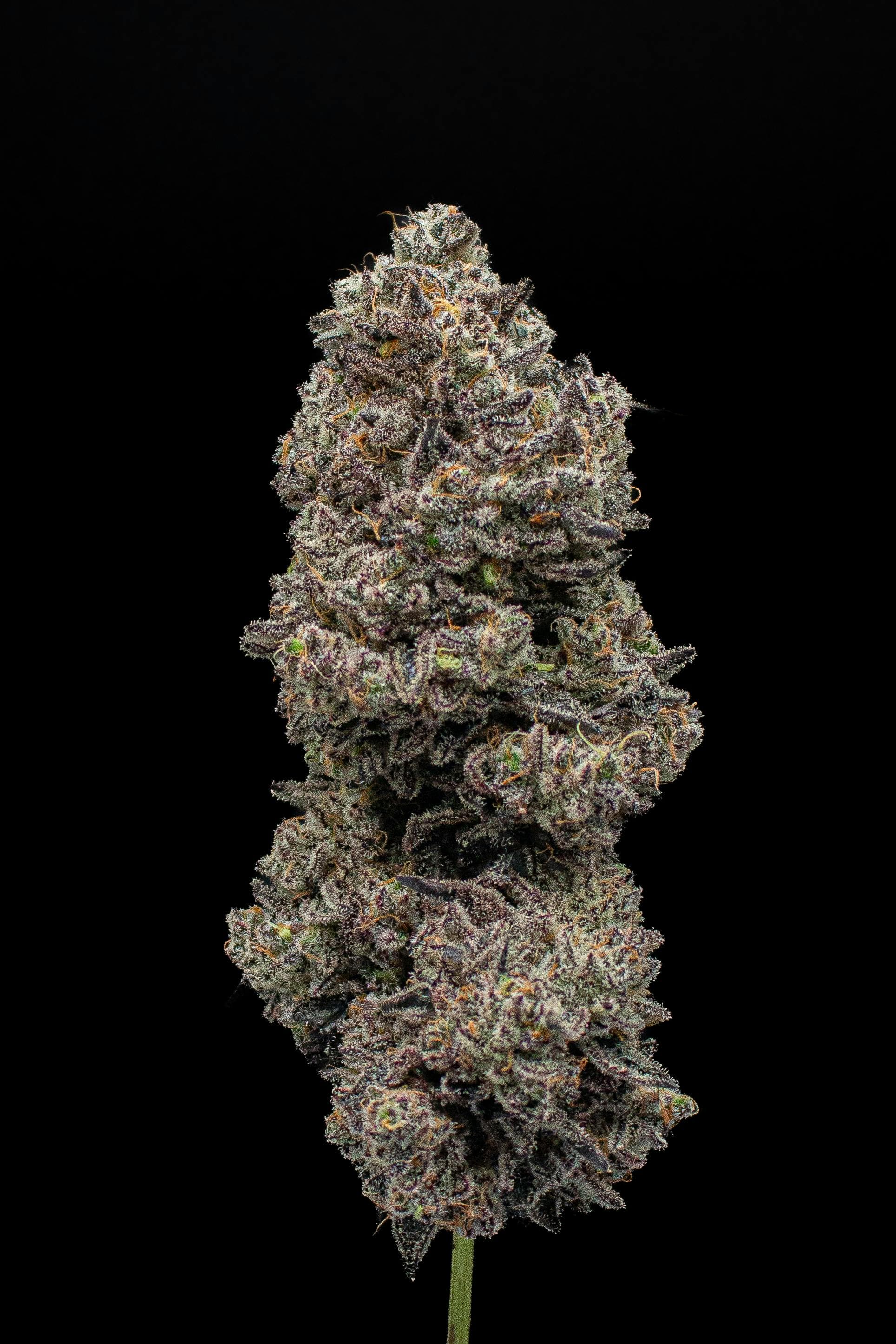 Blueberry Sugar Fresh Big Buds