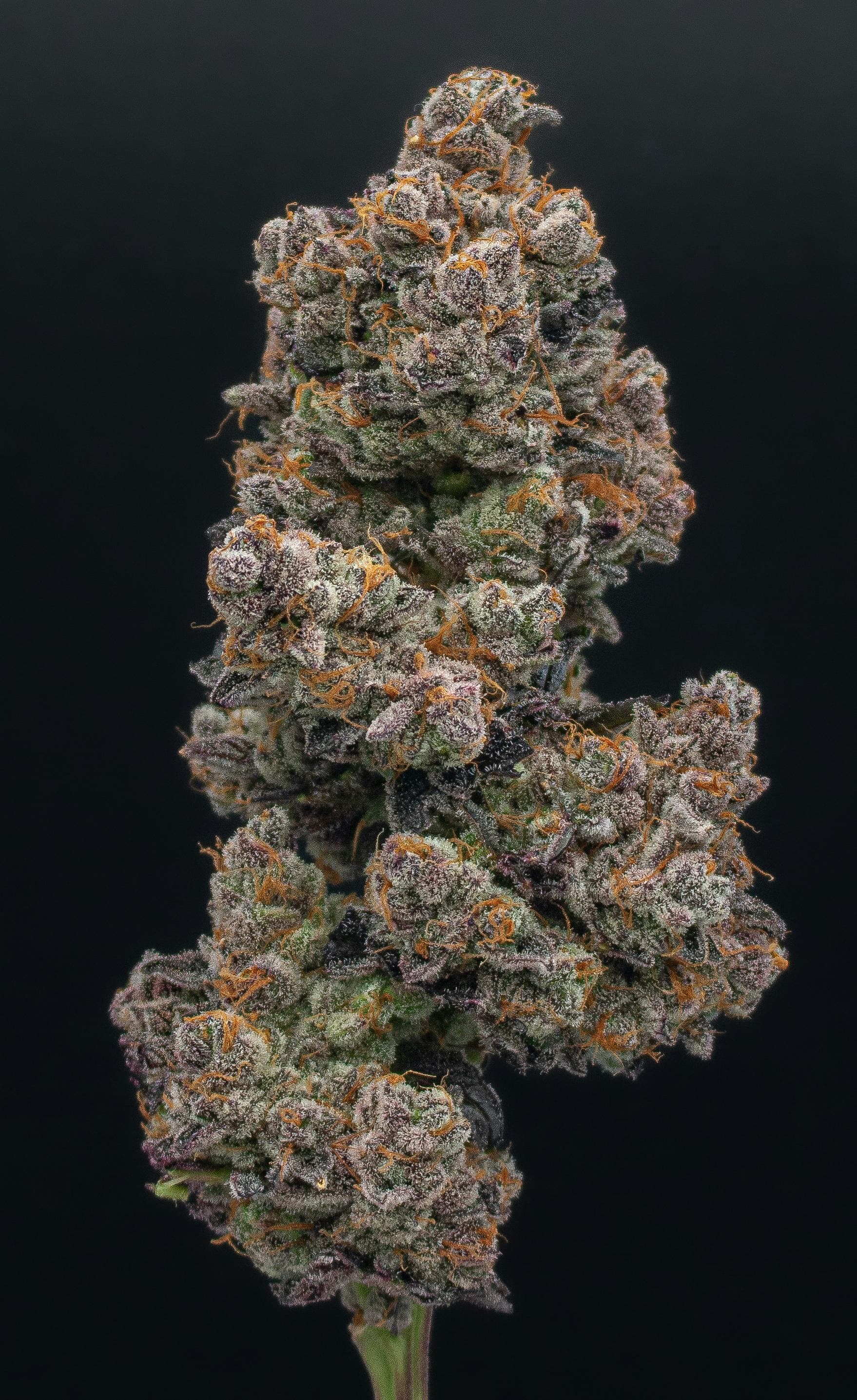 Modified Grapes Fresh Big Buds