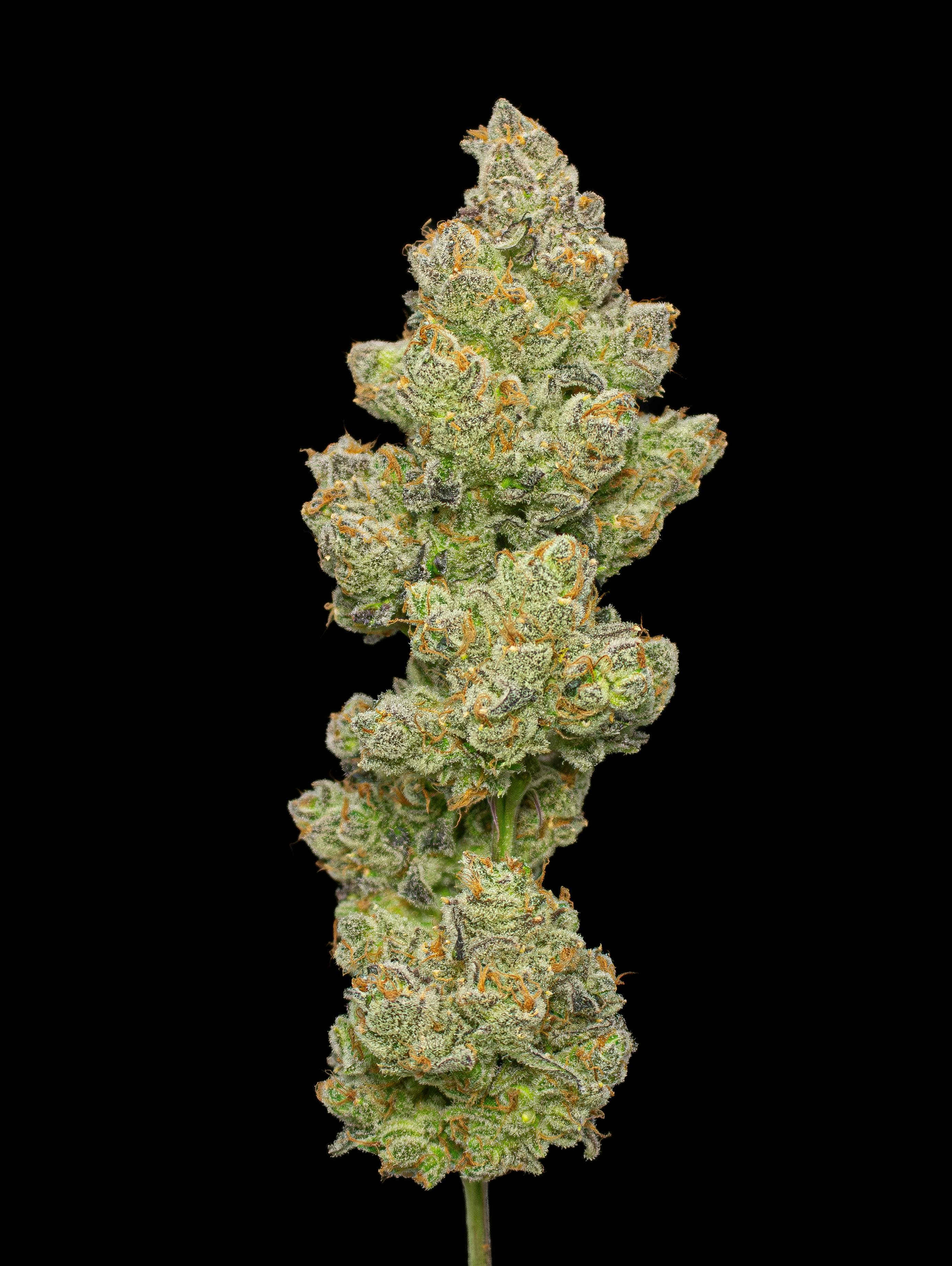 Super Crack Fresh Big Buds