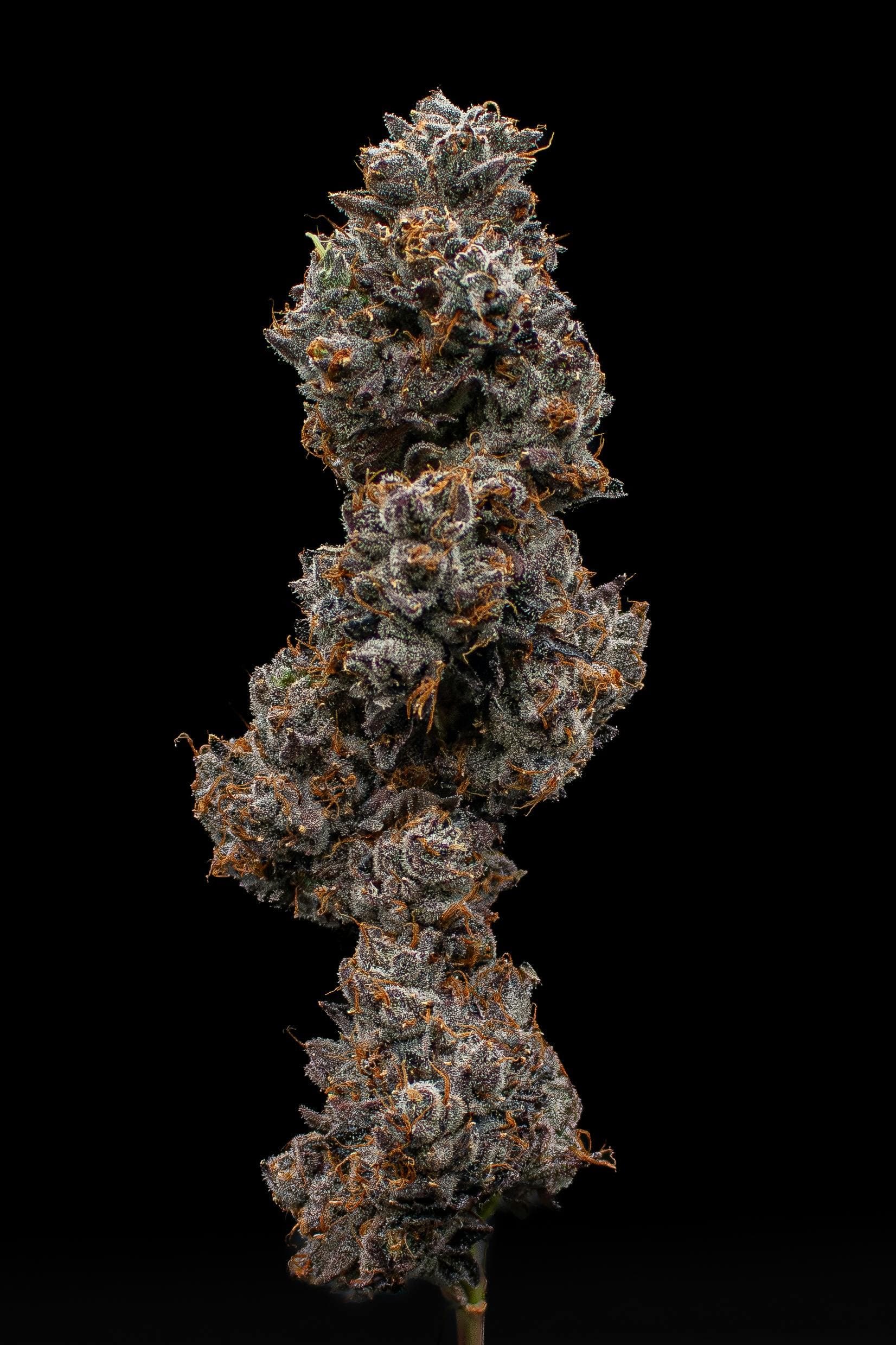 Pistachio Runtz Fresh Big Buds