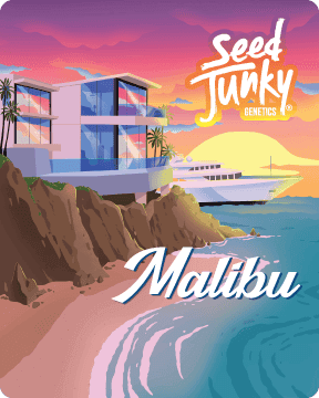 Malibu Joints 4pk