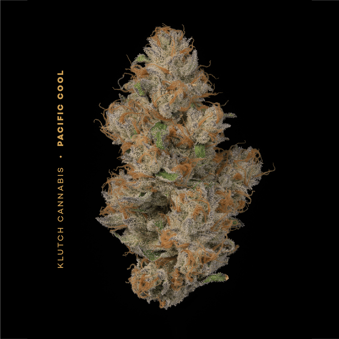 Pacific Cool | Flower 2.83g
