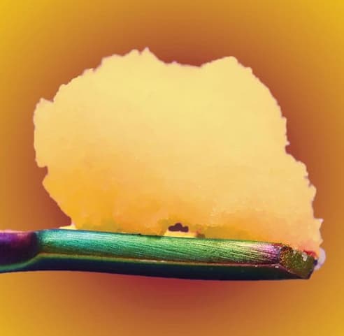Mack Fruity | Subcritical Badder | 1g