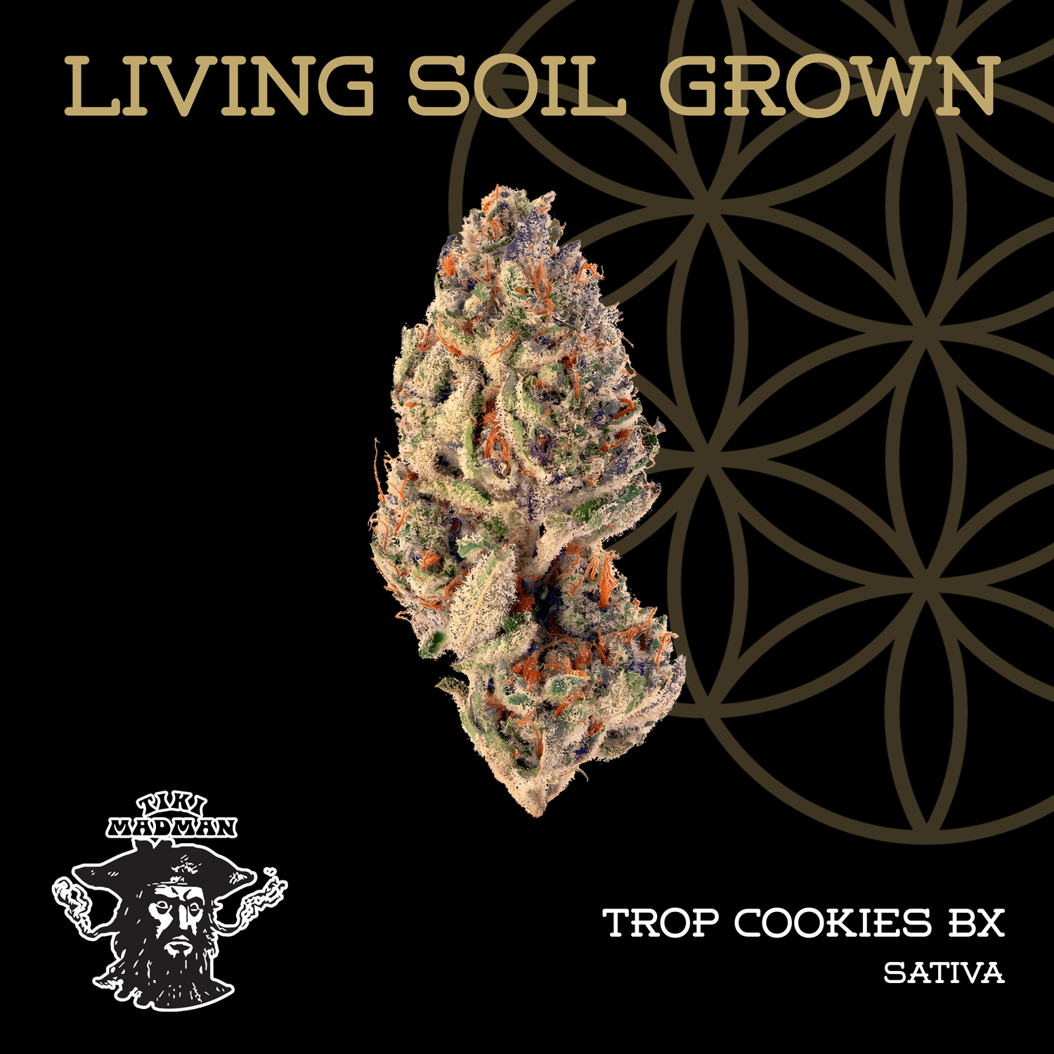 Bulk Bud Tropicana Cookie