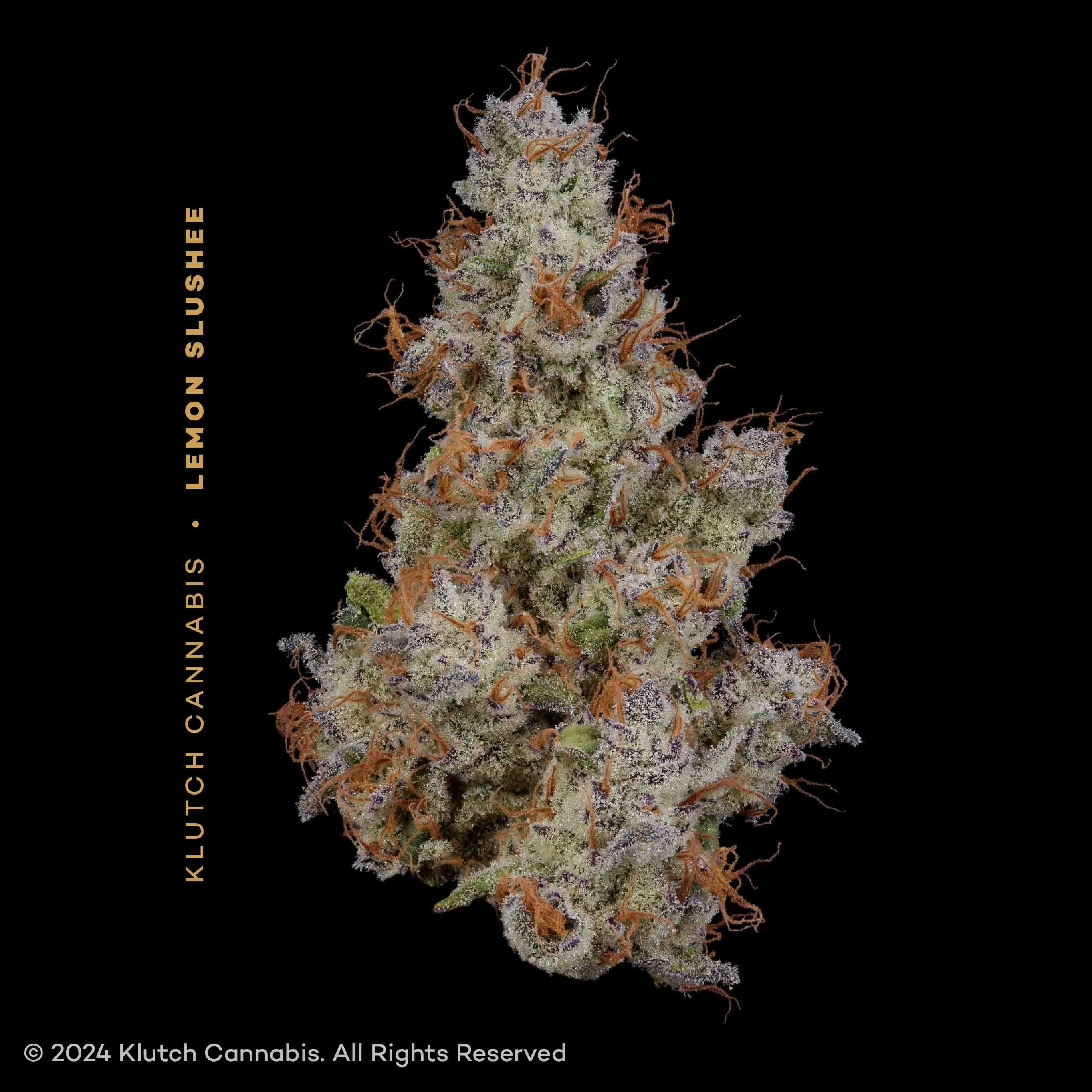 Lemon Slushee (Buds) 2.83g | Sativa