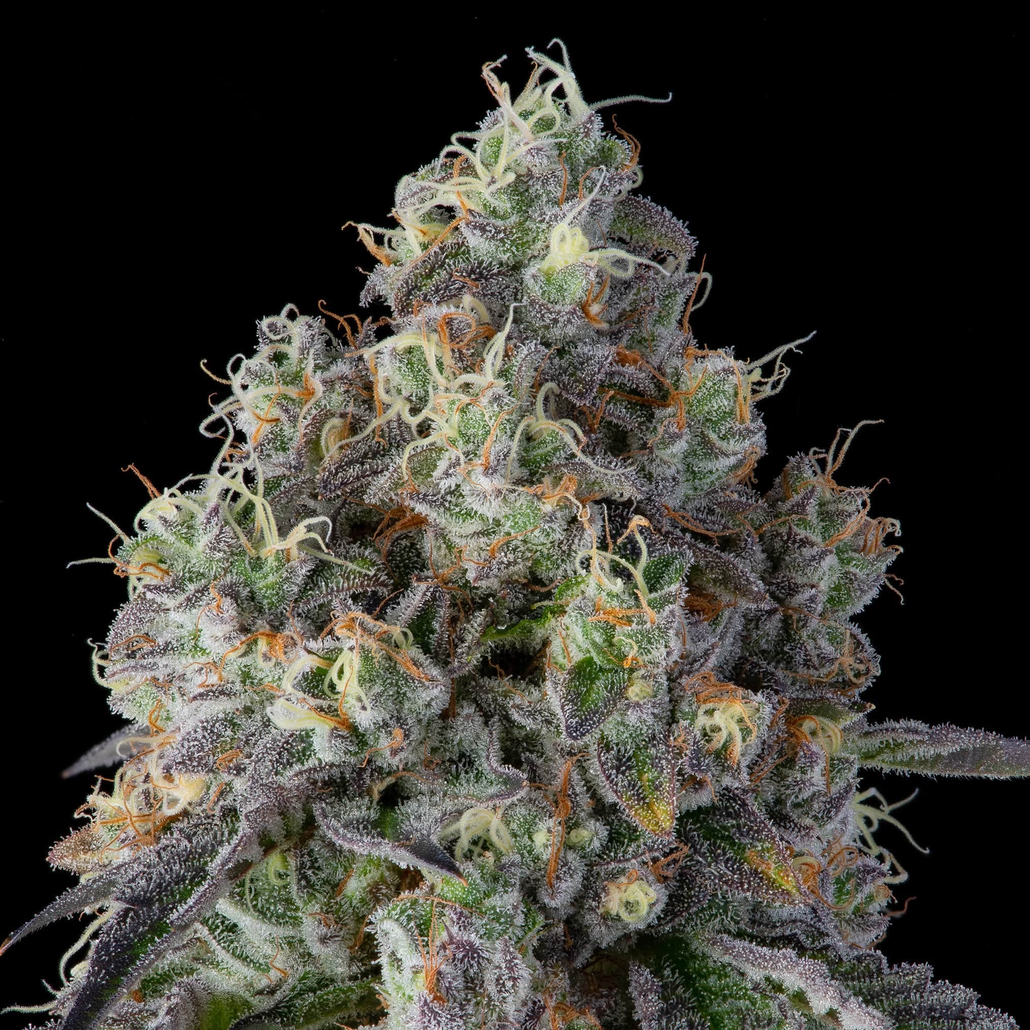 Budder