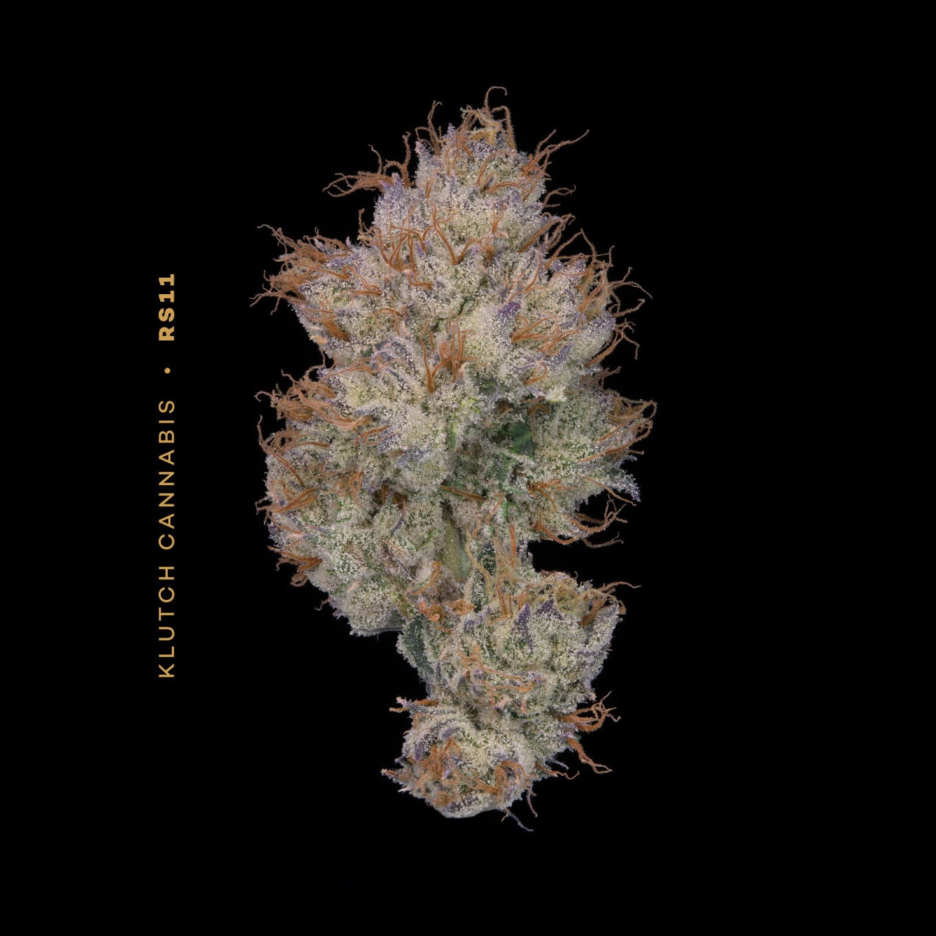 RS11 Flower - 823806
