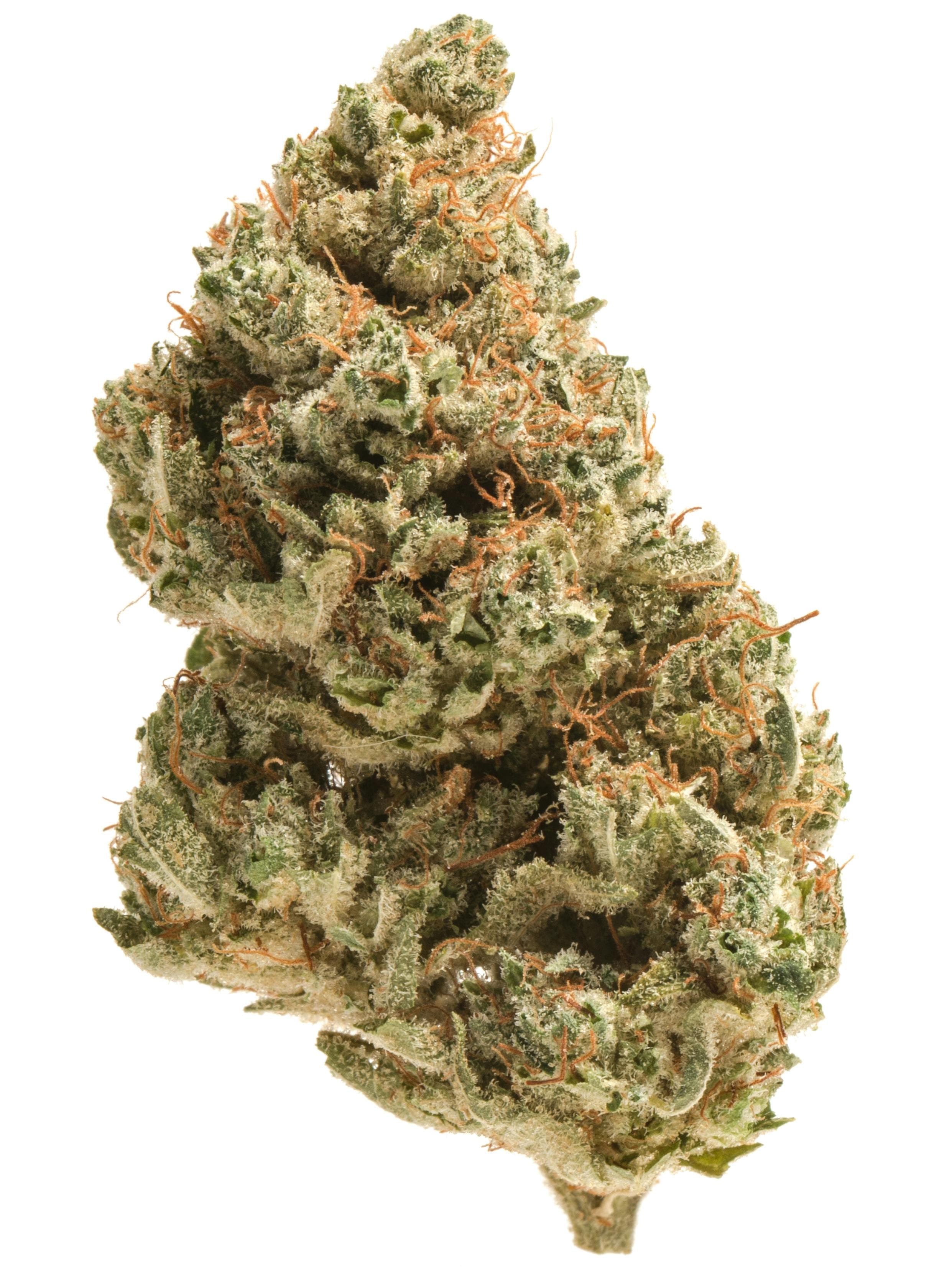 Co. Dog Walker Indica