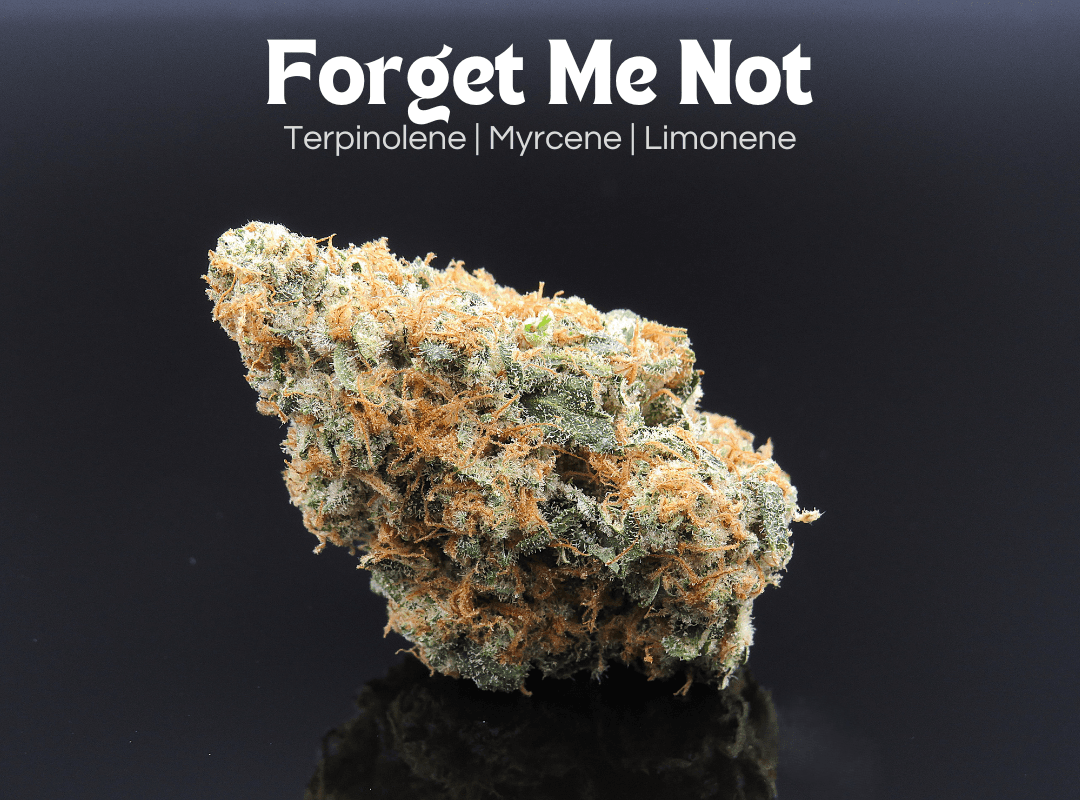 Forget Me Not | Flower 14.15g