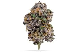 Blue Guava