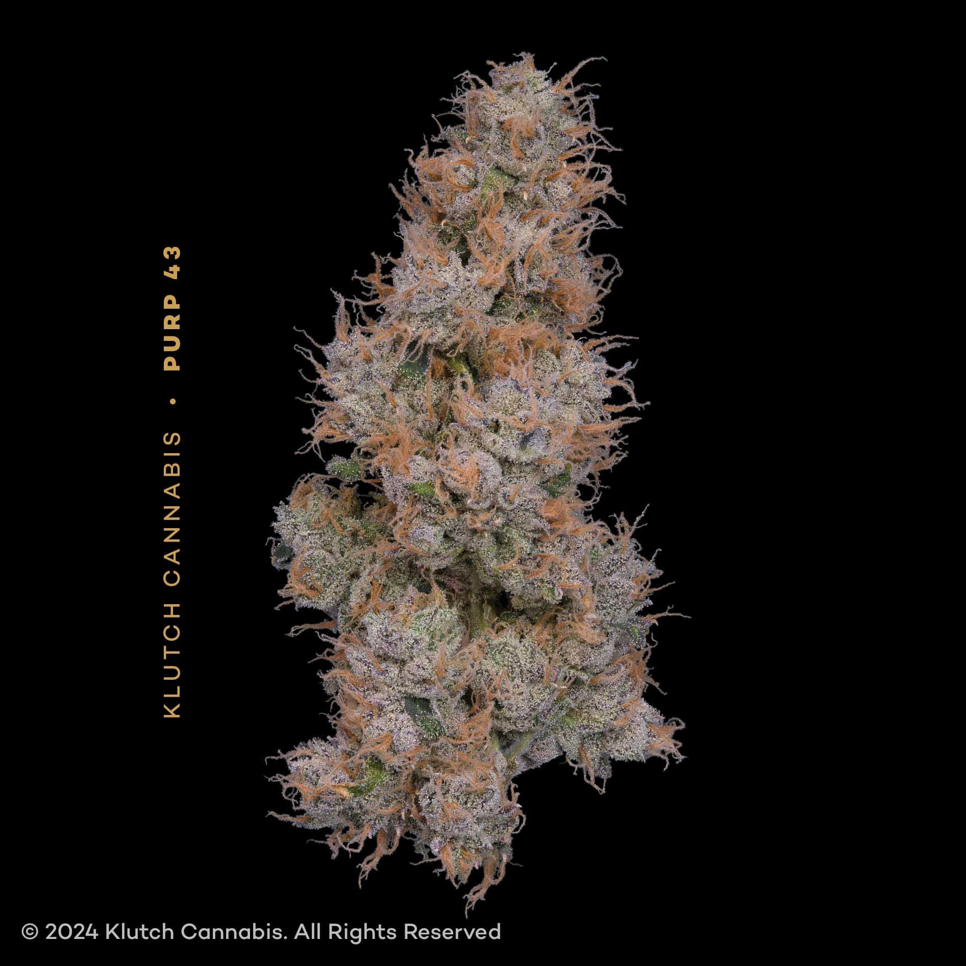 Purp 43 | 14.15g Premium