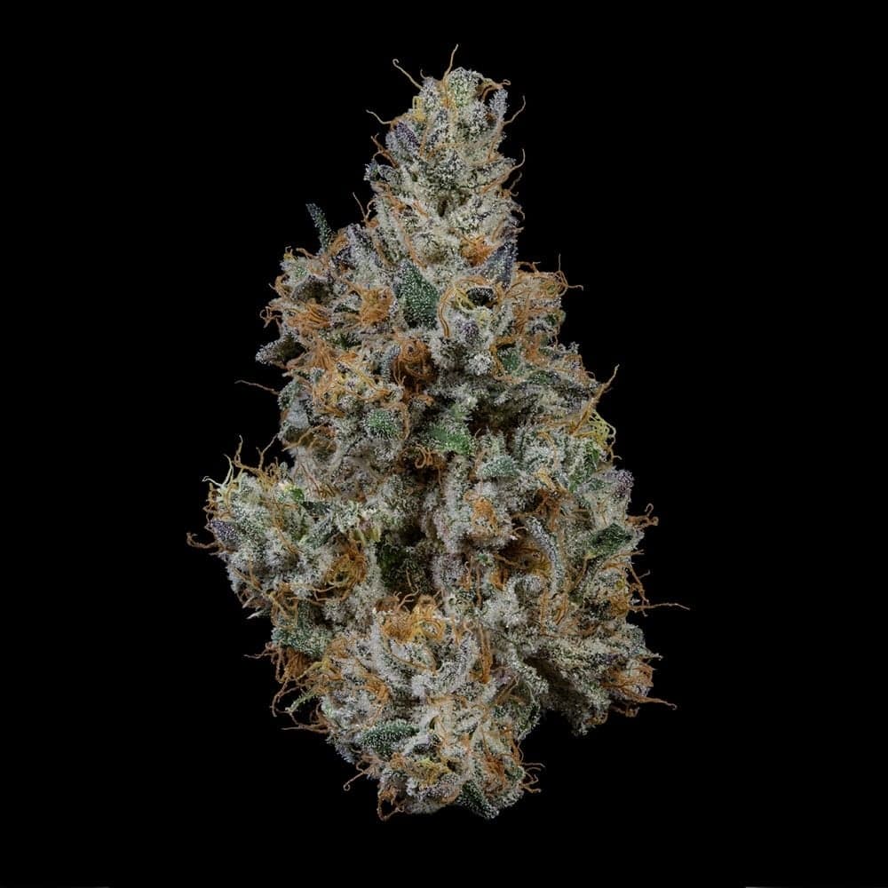 GRAPE RTZ - [14.15G] - INDICA