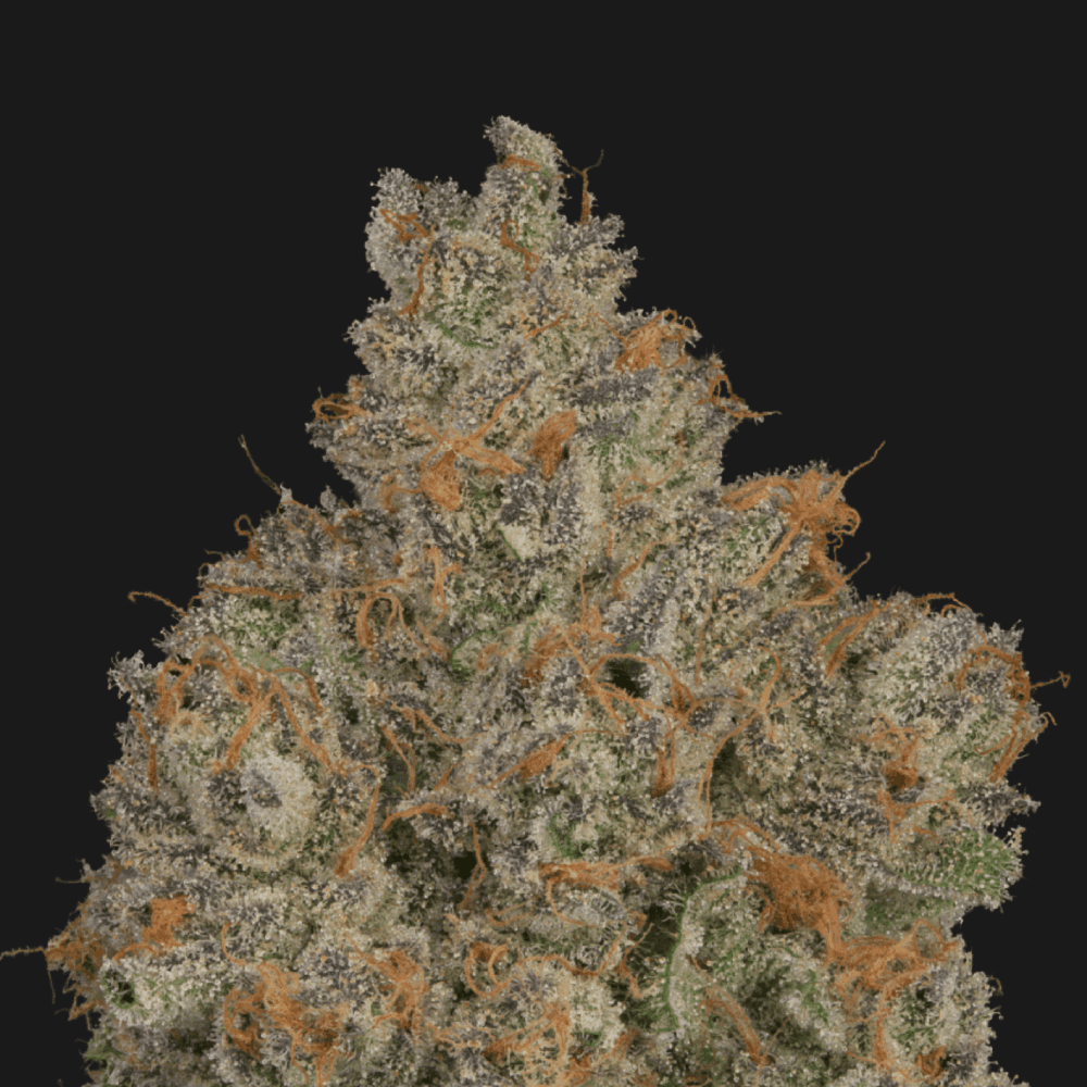 ZAMOSA - [3.54G] - HYBRID