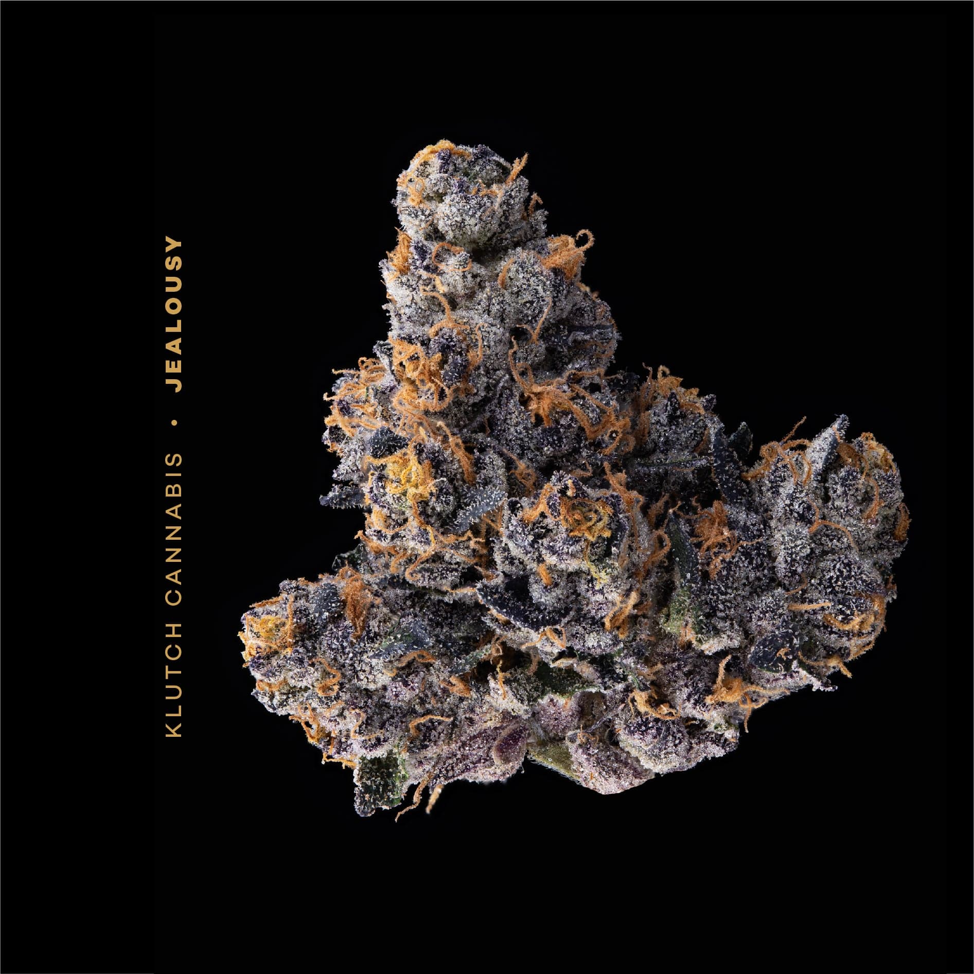 JEALOUSY - [14.15G] - INDICA