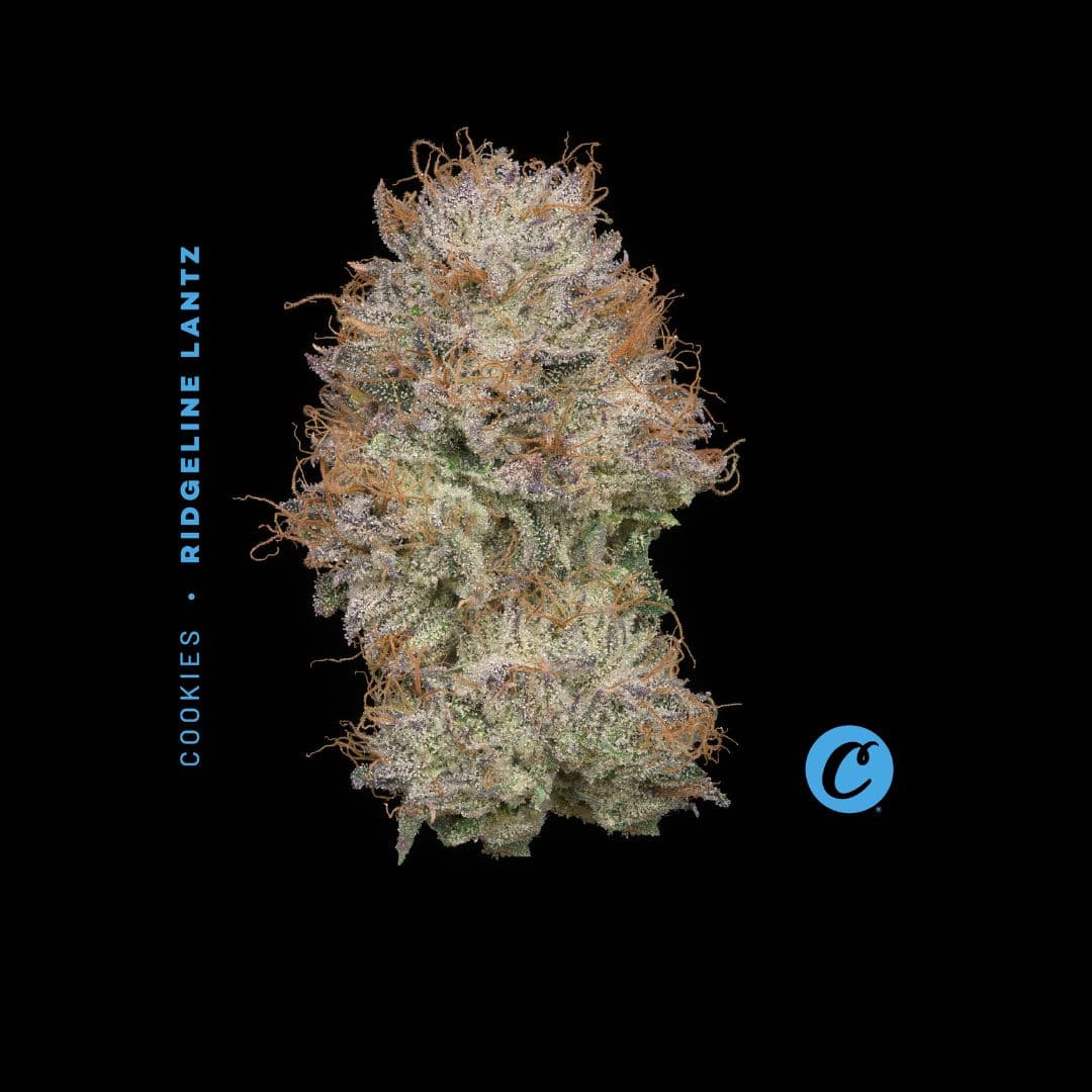 RIDGELINE LANTZ - [2.83G] - HYBRID