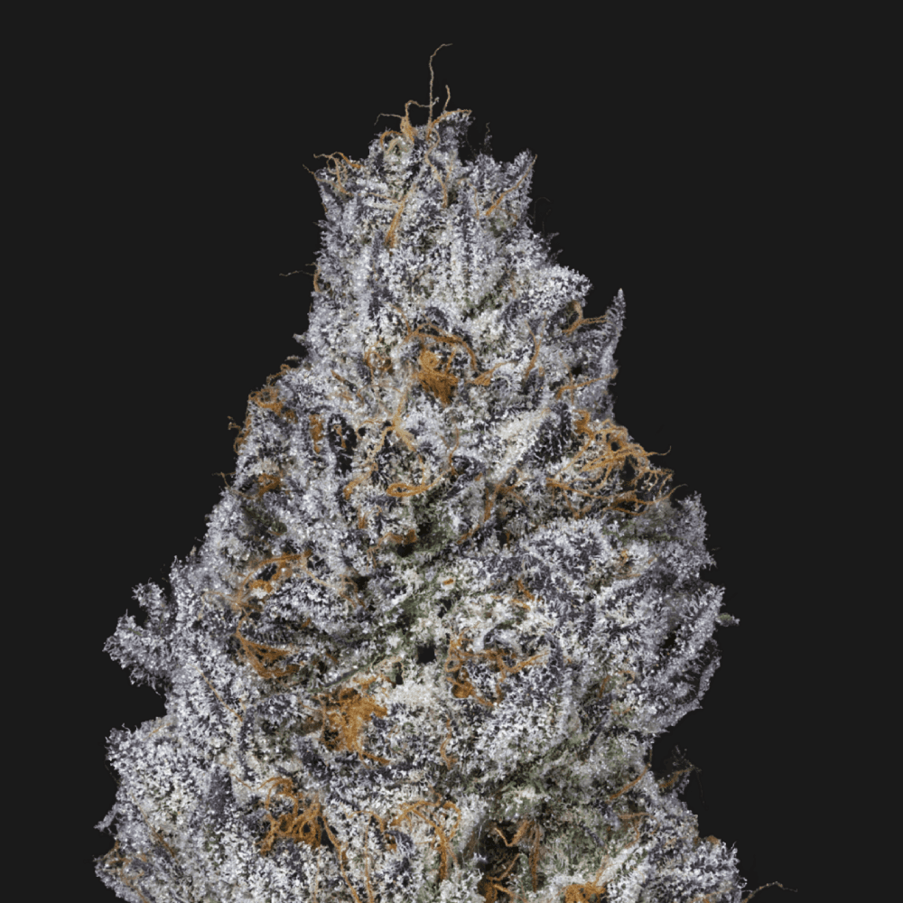 CHILI VERDE - [3.54G] - SATIVA