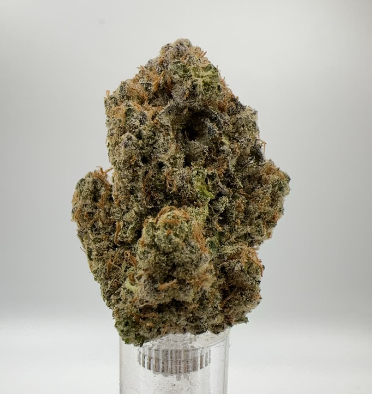 Pop Canna Animal Tree
