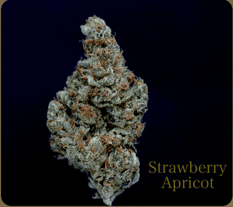 Strawberry Apricot Indoor Living Soil