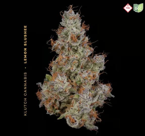 Lemon Slushee  | 23.2% | 2.83g | Sativa