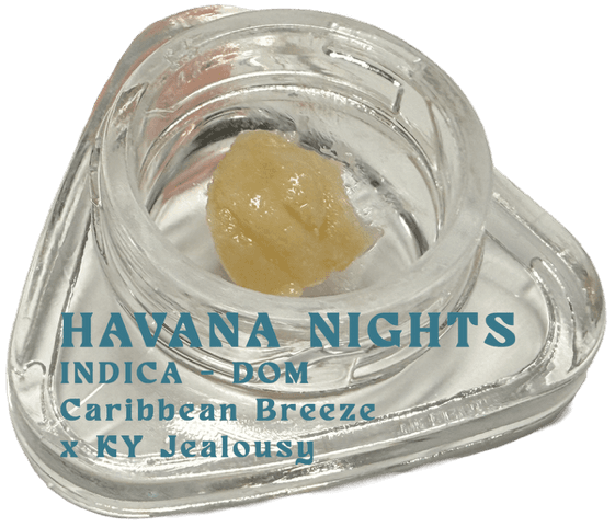 Havana Nights