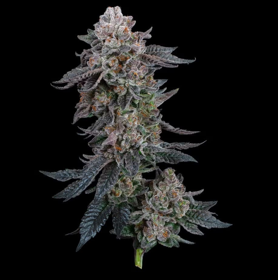 Gelato #41 Dosidos