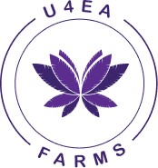 Amalfi Coast Indica Hybrid Prj