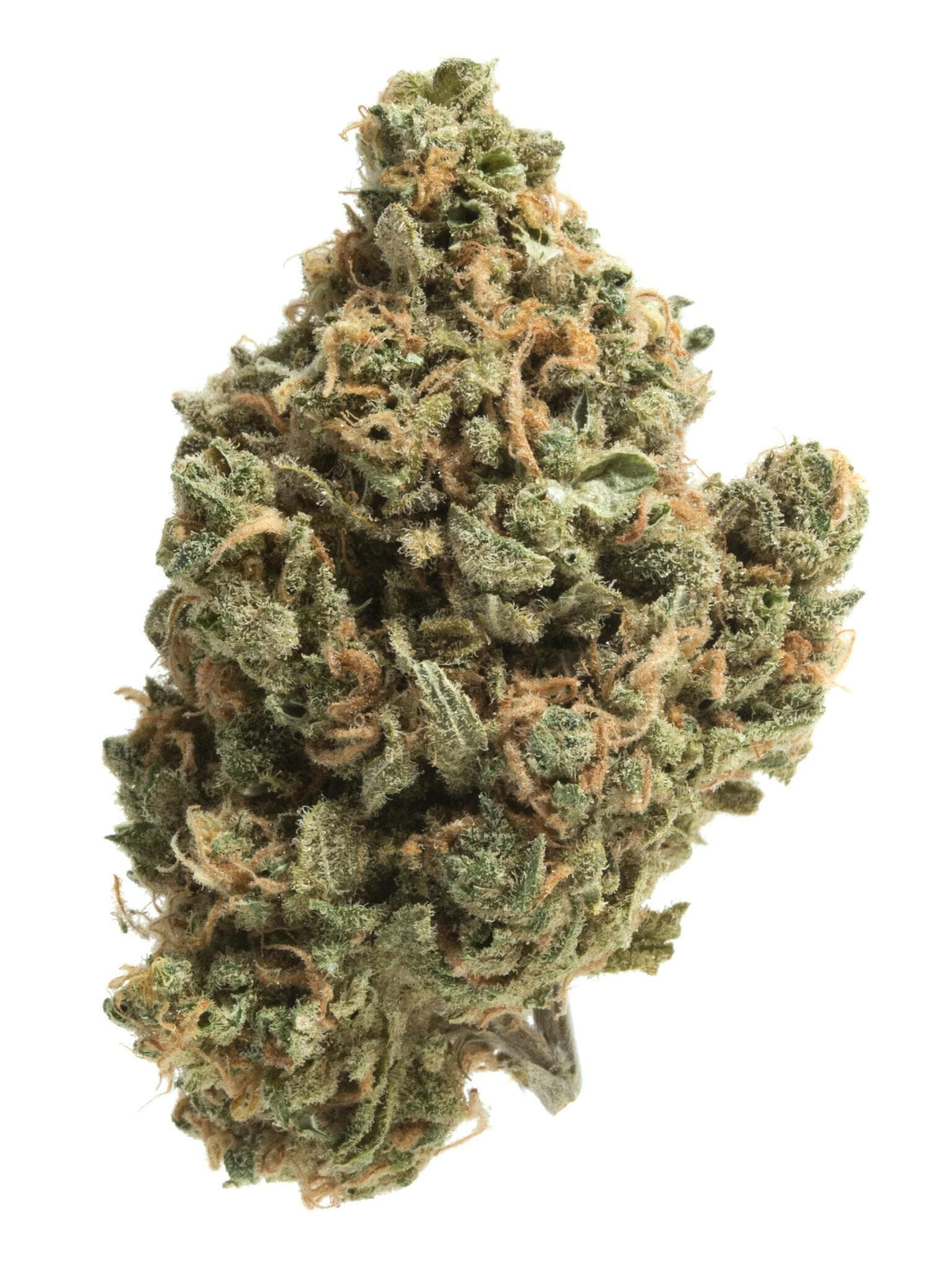 Co. Squirt Sativa/hybrid